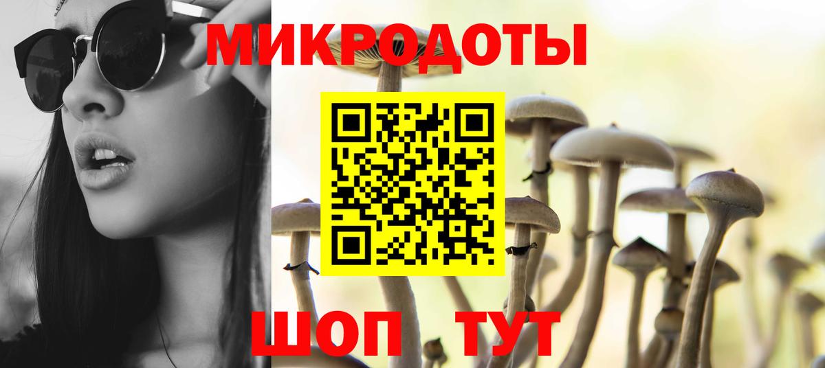 Псилоцибиновые грибы Psilocybe Кузнецк
